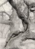 walnut-tree-in-winter-joseph-smith.jpg
